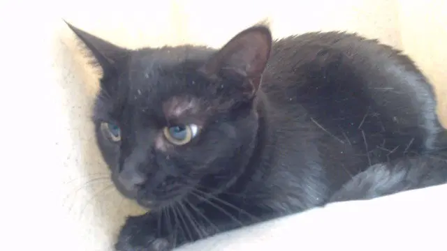 Luna - Domestic Short Hair