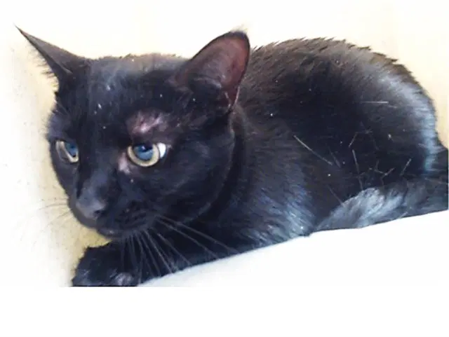 Luna - Domestic Short Hair