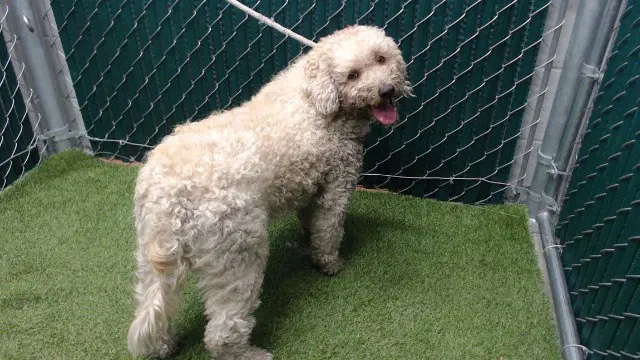 Kobe - Poodle (Standard)