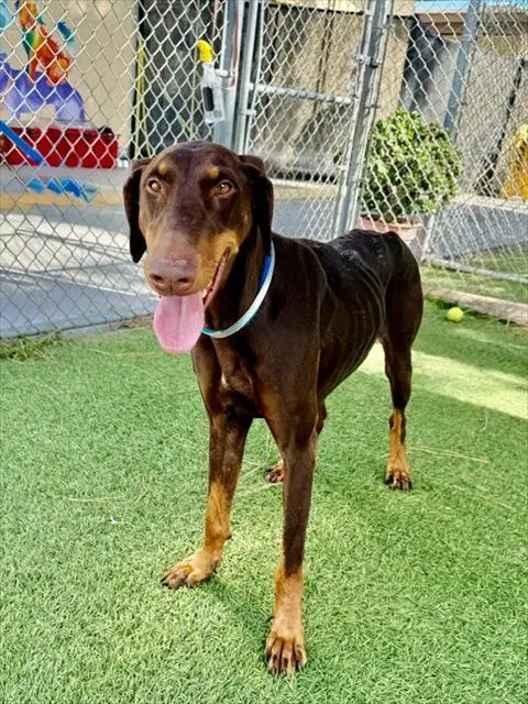 Sunday - Doberman Pinscher