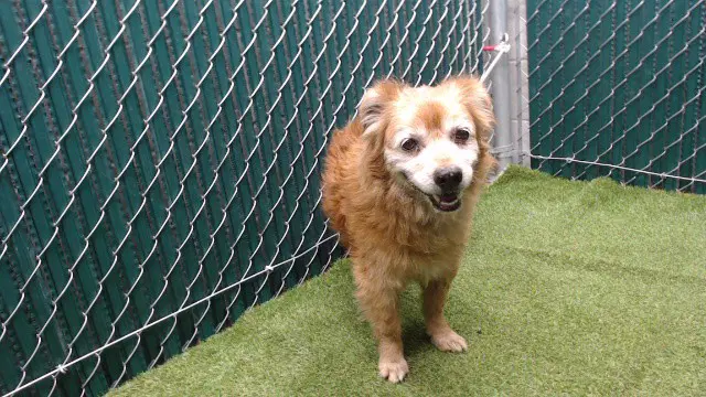 Varney - Pomeranian