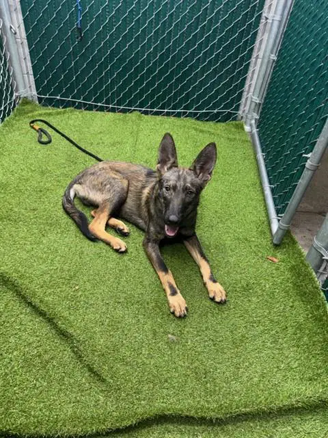 Shane - Belgian Shepherd Malinois