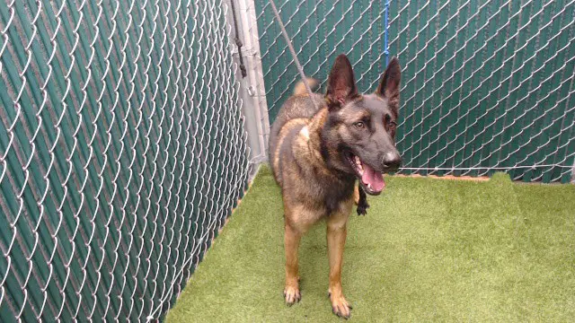 Hanz - Belgian Shepherd Malinois