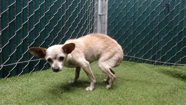 Lulu - Chihuahua