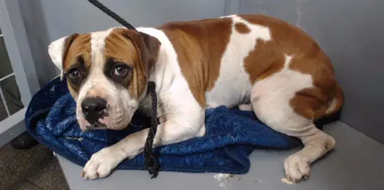 Smokey - American Bulldog