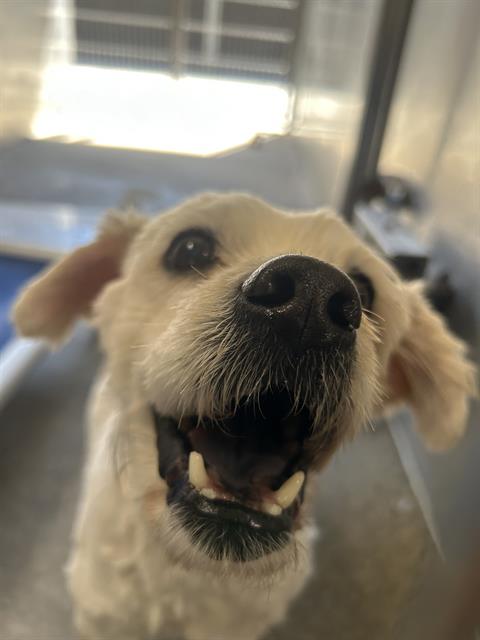 BECKETT, a dog for adoption from Los Angeles County Animal Control - Downey