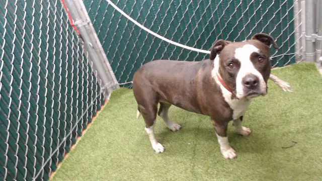 Bella - Pit Bull Terrier