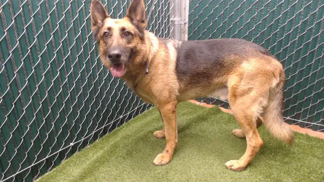 Spike - German Shepherd Dog