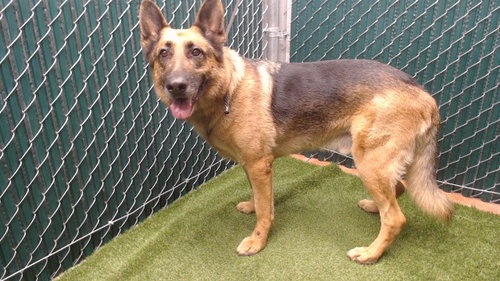 picture of the dog needing adoption