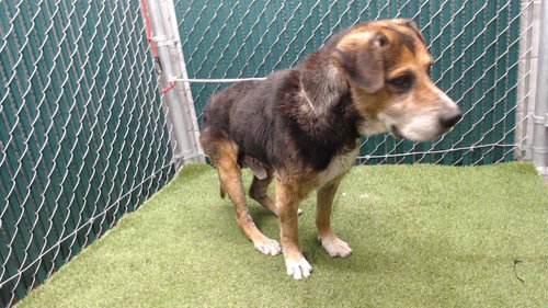 picture of the dog needing adoption