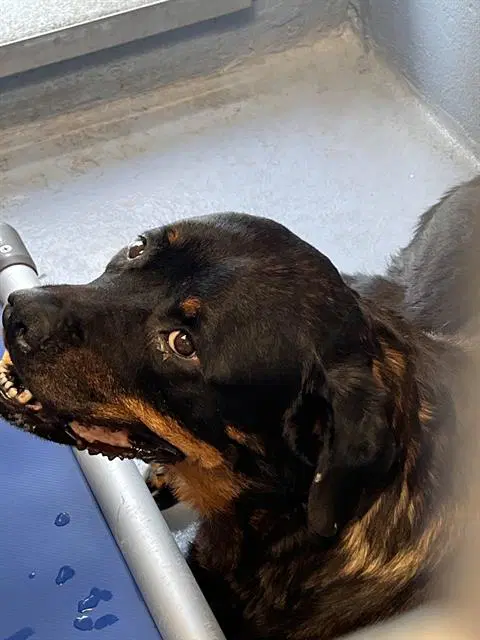 Matilda - Rottweiler