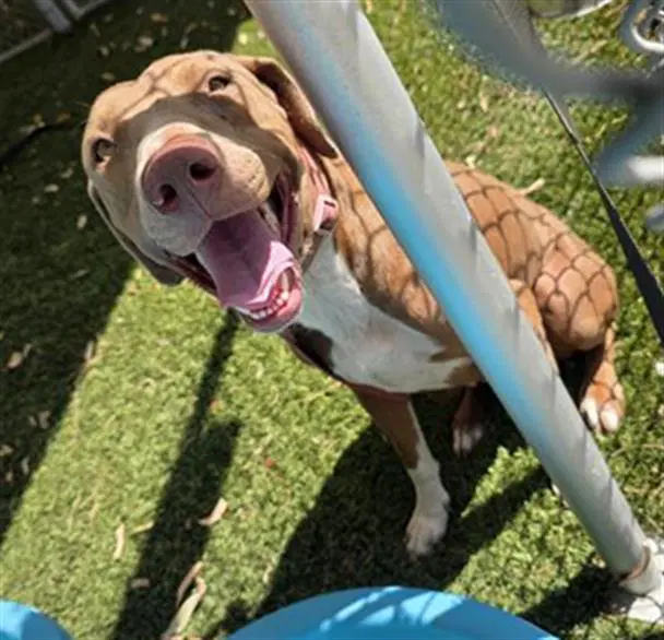 Freya - Doberman Pinscher