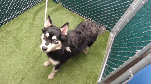 Mona - Border Collie