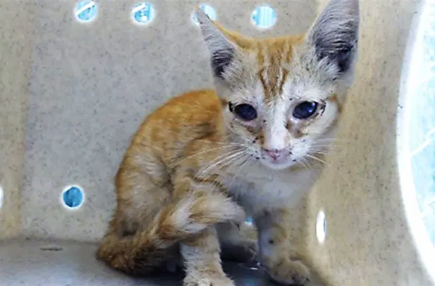Sherbert - Domestic Short Hair