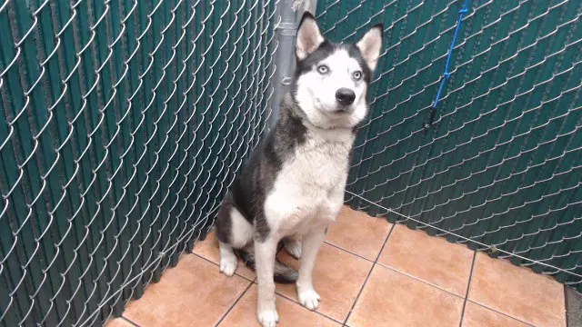Astra - Siberian Husky