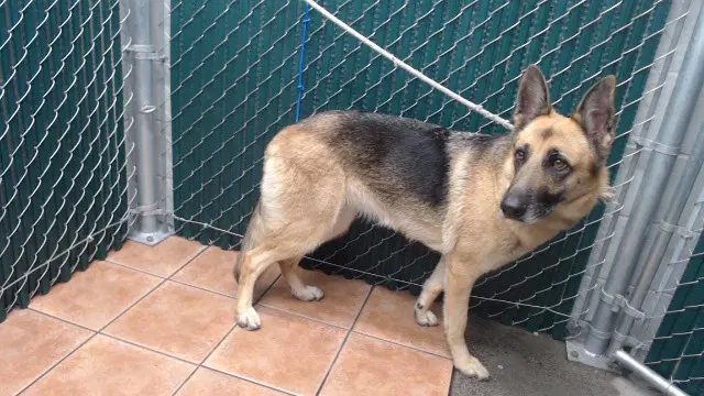 Leia - German Shepherd Dog