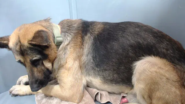 Ace - German Shepherd Dog