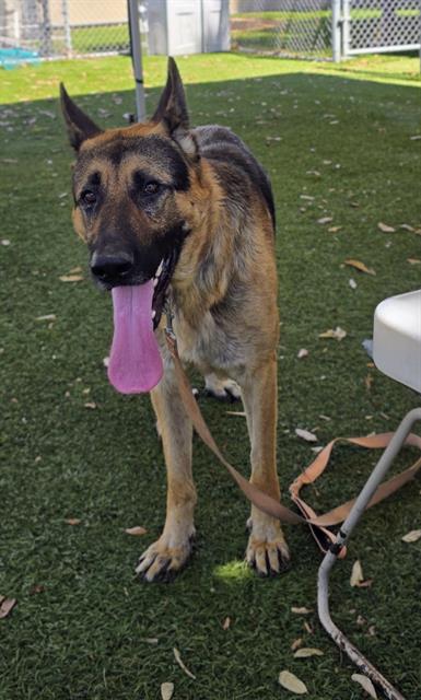 ACE, a dog for adoption from Los Angeles County Animal Control - Downey