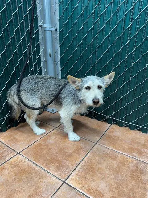 Blue - Terrier