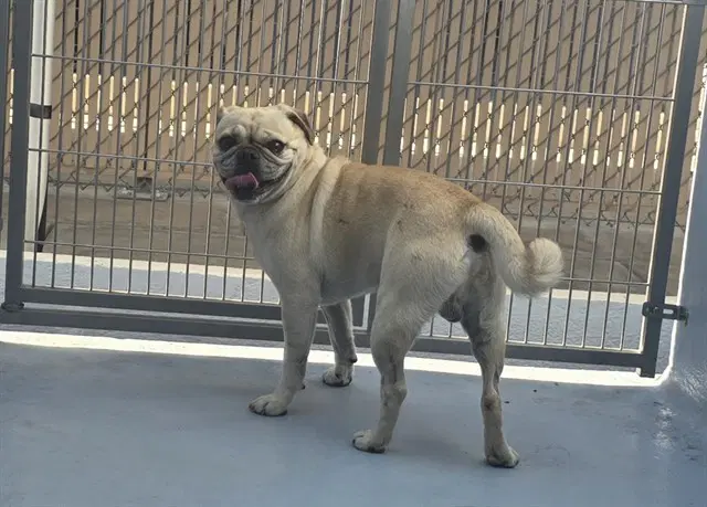 Guapo - Pug