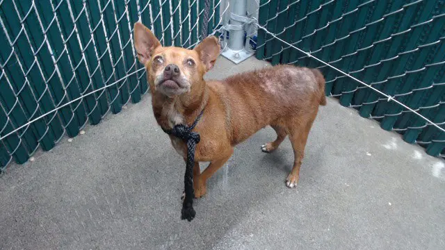 Plum - Chihuahua