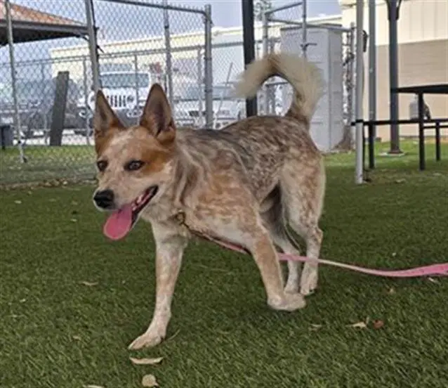 Banjo - Queensland Heeler