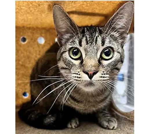 Charlie - Domestic Short Hair