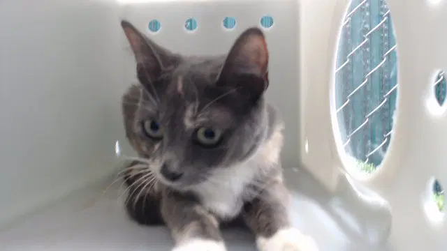 Yamila - Domestic Short Hair