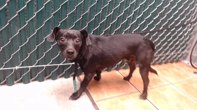 Unknown - Chihuahua