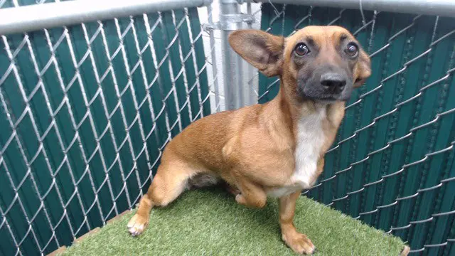 Chiquita - Belgian Shepherd Malinois
