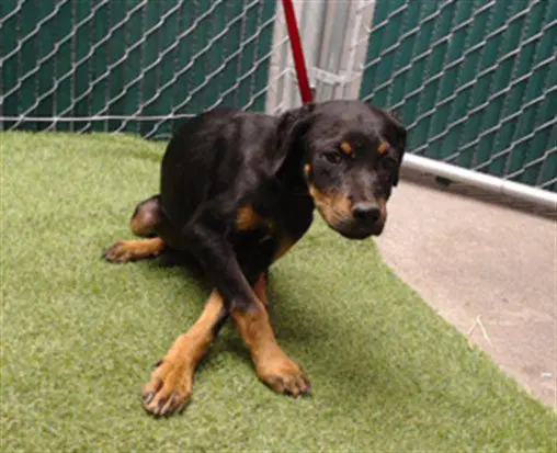 Duke - Rottweiler