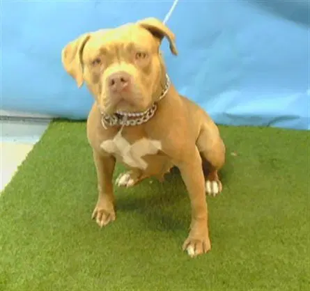 Maris - Pit Bull Terrier