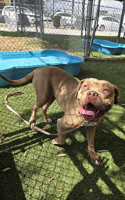Maris - Pit Bull Terrier