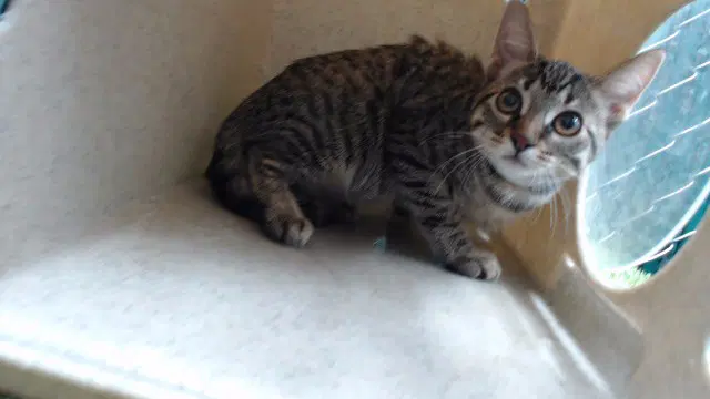 Unknown - Domestic Short Hair