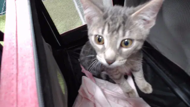 Unknown - Domestic Short Hair