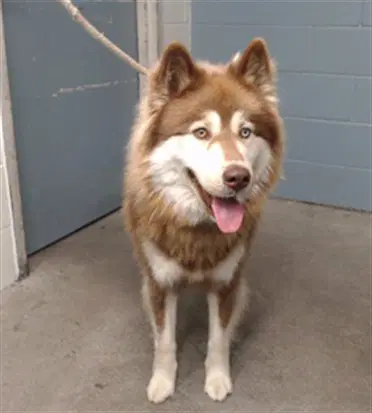 Astro - Siberian Husky