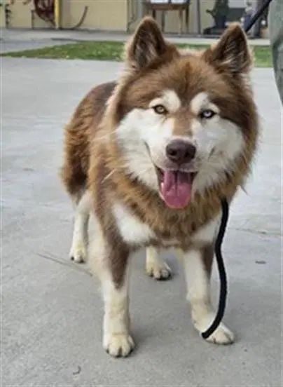Astro - Siberian Husky