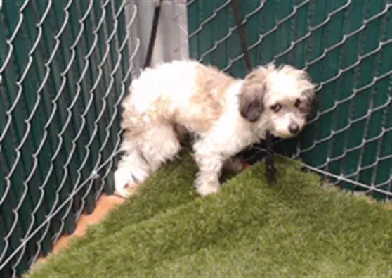 Dexter - Poodle (Miniature)
