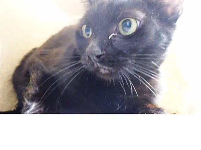 Toothless - Domestic Short Hair