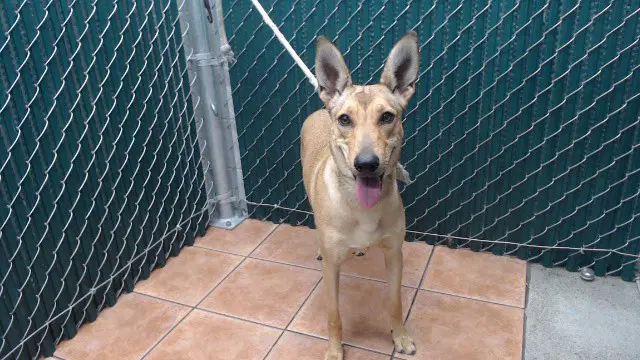 Faline - German Shepherd Dog