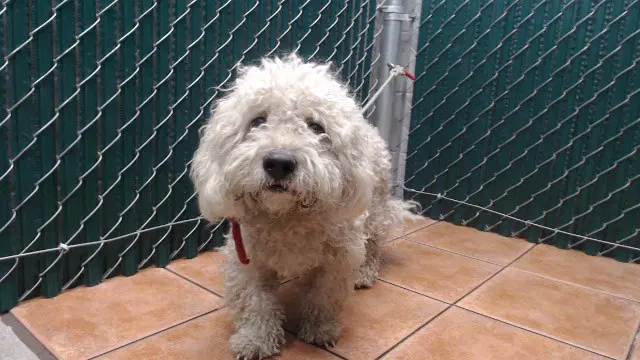 Unknown - Maltese