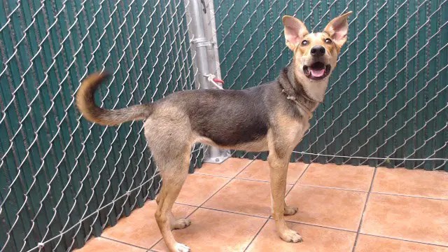 Elora - German Shepherd Dog