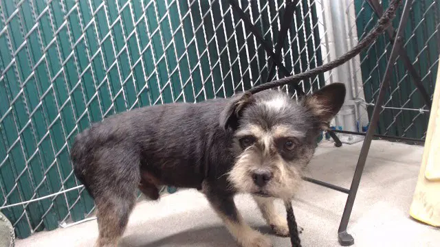 Unknown - Terrier