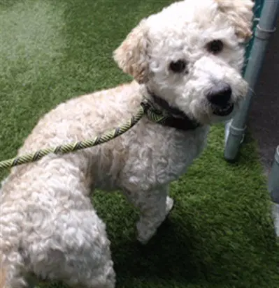 Unknown - Maltese