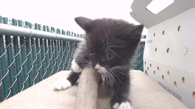 Unknown - Domestic Short Hair