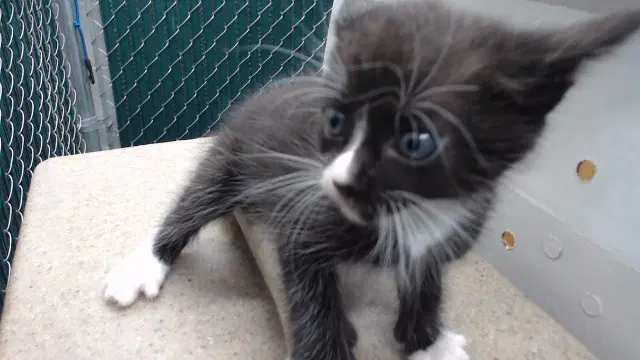 Unknown - Domestic Short Hair