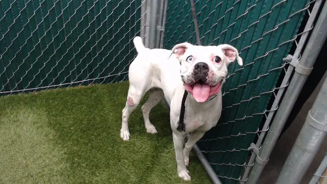 Azucena - Pit Bull Terrier