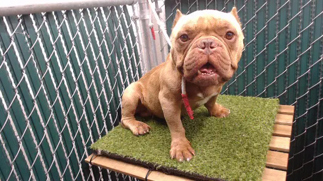 Don - Pit Bull Terrier