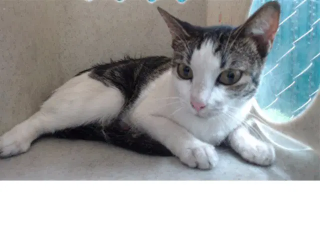Tara - Domestic Short Hair