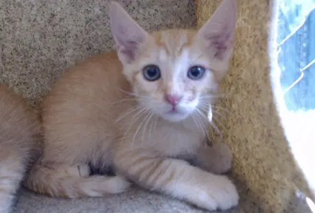Garfield - Domestic Short Hair